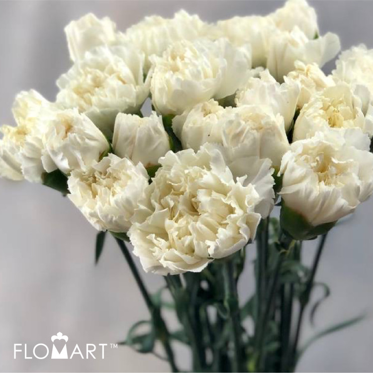 Dianthus St White Liberty Holland