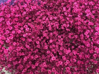 Gypsophila Million Star Cerise Holland