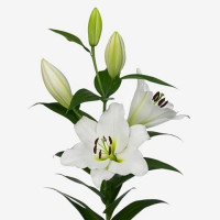 Lilium Ot Trocadero X10 Holland