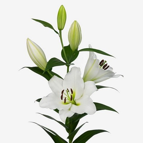 Lilium Ot Trocadero X10 Holland