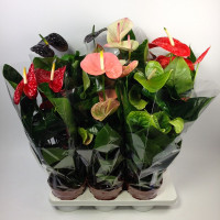 Anthurium An Mix 17/60