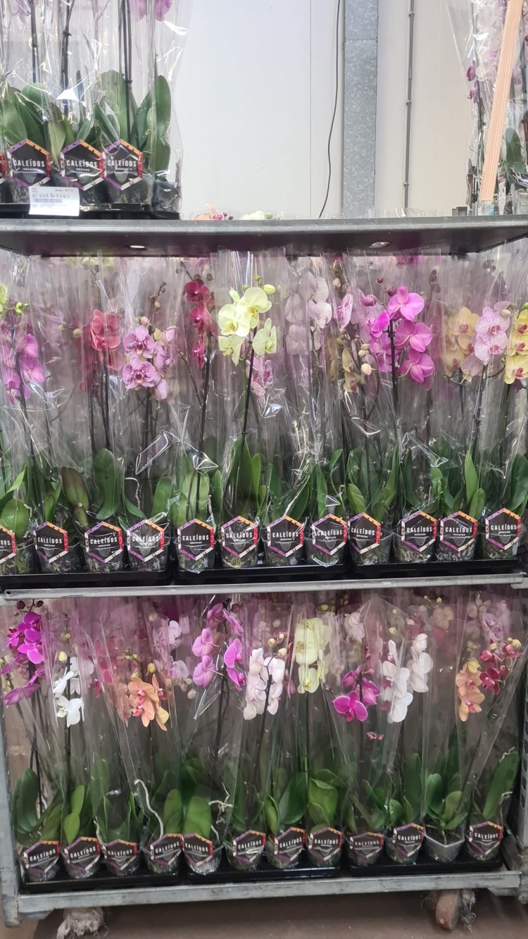 Phal 1-tak Hazeu Mix 12/65