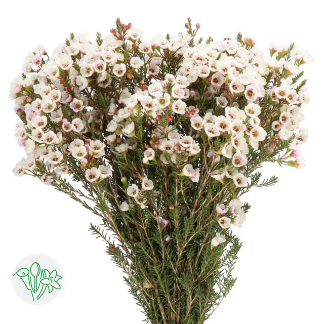 Chamelacium Ofir 60 cm x25