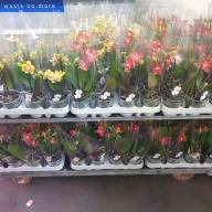 Phal A2 2-tak Sion Yellow 12/40 - IMG-20240207-WA0008