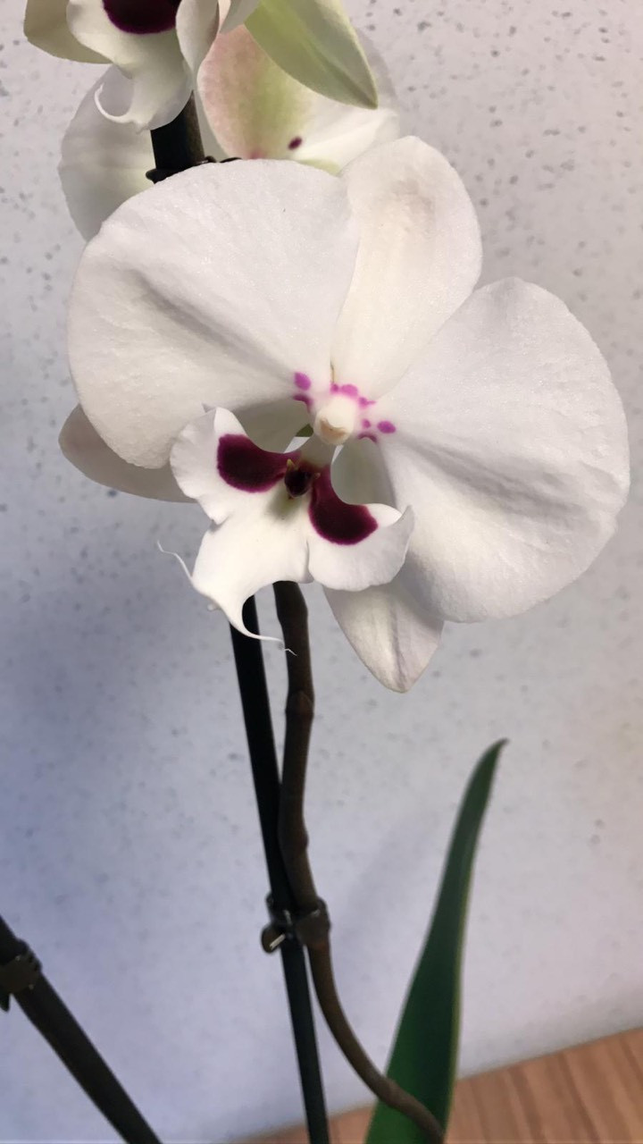 Phal A2 2-tak Sion Yellow 12/40