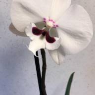 Phal A2 2-tak Sion Yellow 12/40 - IMG-a9325de322f86c5cc6db64184a515268-V