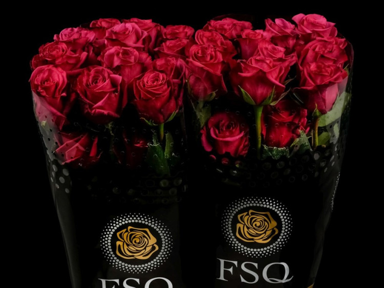 Rose Roseberry 50 sm