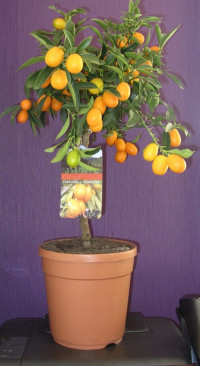 Fortunella Margarita 21/65