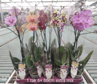 Phal 1-tak A2 Levo Mix 55/75cm