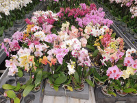 Phal 1-tak Scenza Multi Mix 12/40