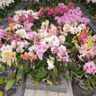 Phal 1-tak Scenza Multi Mix 12/40 - IMG-20240626-WA0007