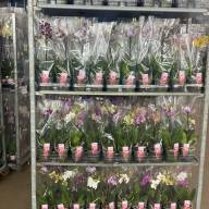 Phal 1-tak Scenza Multi Mix 12/40 - зображення_viber_2025-06-04_14-30-49-429