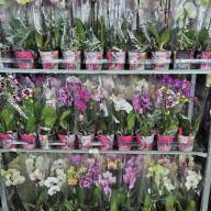 Phal 1-tak Scenza Multi Mix 12/40 - зображення_viber_2025-08-06_17-21-38-353