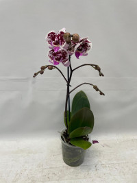 Phal 1-tak Pink Phalaenova 12/65