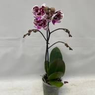 Phal 1-tak Pink Phalaenova 12/65 - IMG-20230725-WA0021