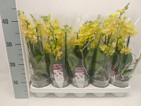 Phal 2-tak La Paz 12/40