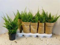 Nephrolepis Ex Green Fanta 12/20