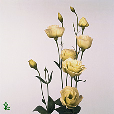 Eust G Rosita Green Van Der Lught