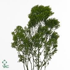 Trach Jade (green)
