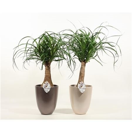 Beaucarnea Recht 14 Cm In Pearl (decorum)