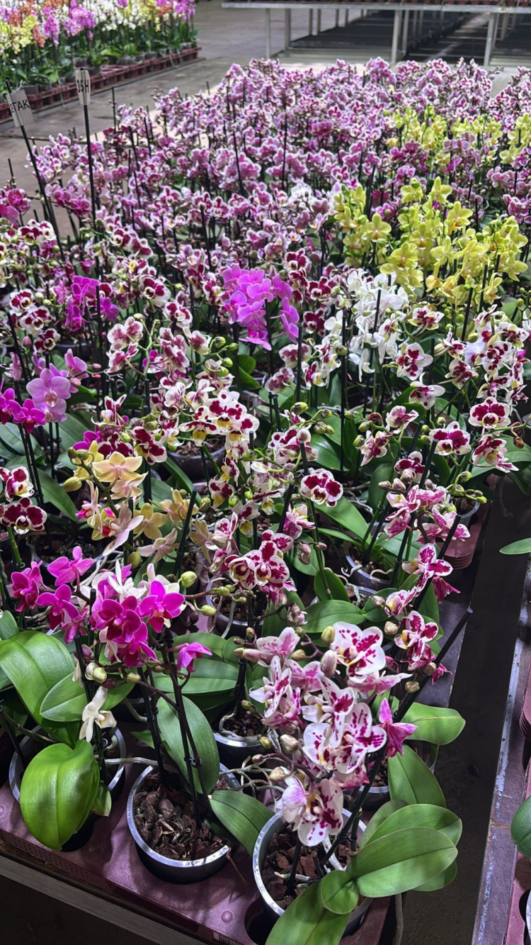 Phal 2/3-tak Pannenkoek Multi Mix 12/40