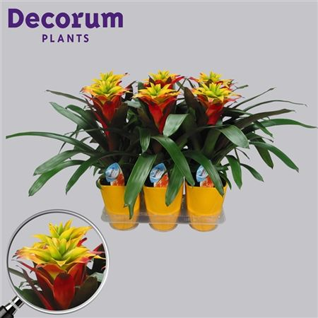 Guzmania Soledo Geel Luxe Keramiek (decorum)