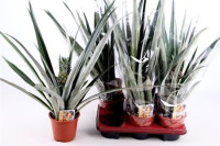 Ananas Champaca 12/28