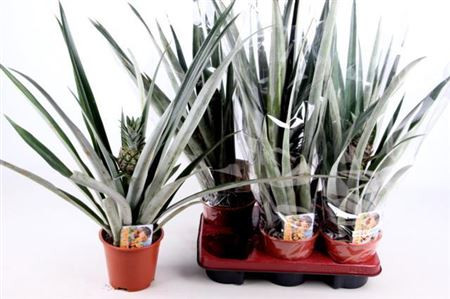 Ananas Champaca 12/28