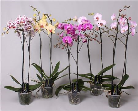 Phal 2-tak Orchios Long