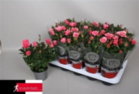 Rosa Kordana Baby Pink (grower)