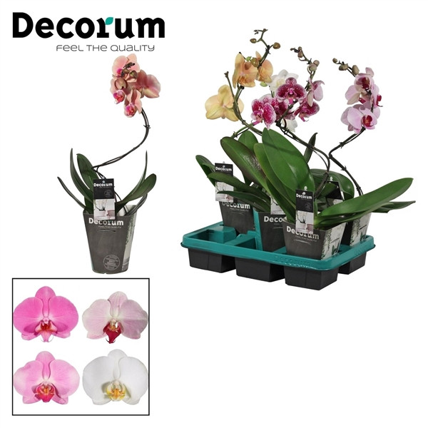 Phal 2-tak Cascade White + Keramiek 12/55