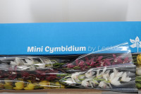 Cymbidium S 8 Holland