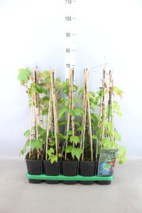 Parthenocissus Veitchii 11/90