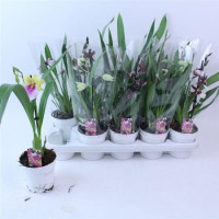 Orchidea Encyclia 9/30