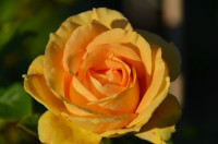 Rose Golden Lady 70 sm