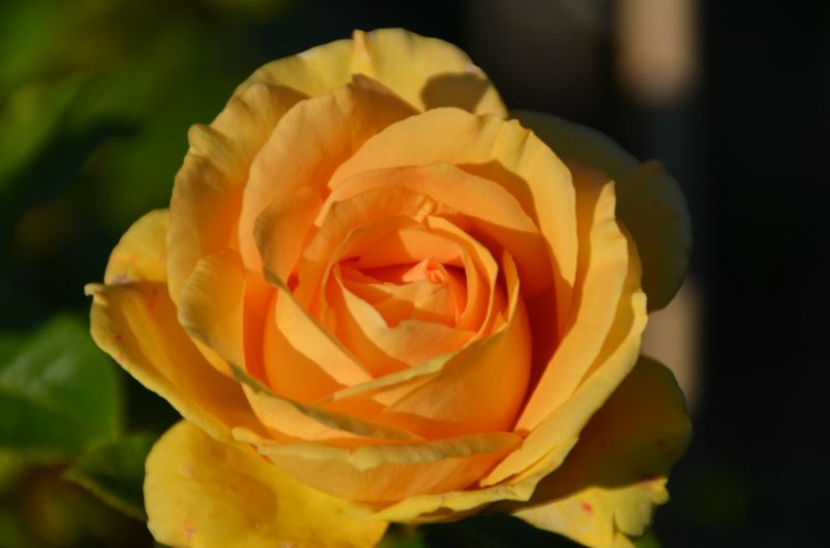 Rose Golden Lady 70 sm