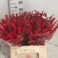 Ilex Ve Rode Bes 50 sm - 19752549 (1)