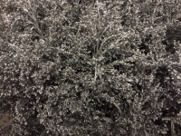 Solidago Silver 80 sm