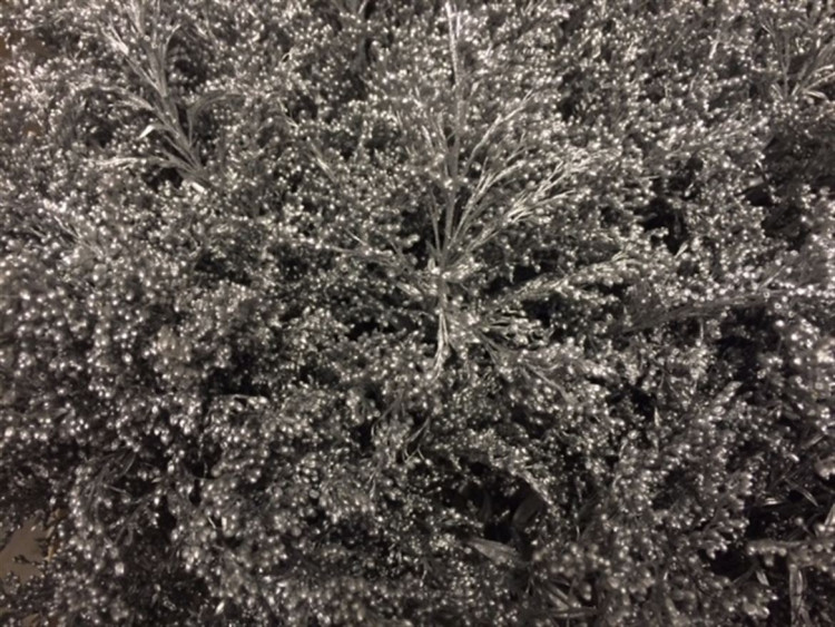 Solidago Silver 80 sm