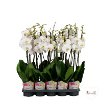 Phal 2/3-tak Levo White 12/75