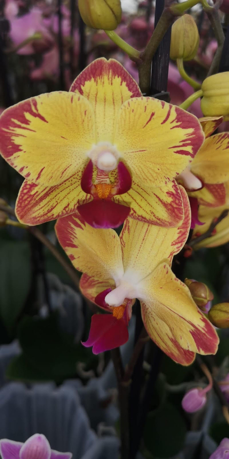 Phal A2 Grandi White 13/70