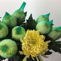 Chr G Magnum Yellow X10