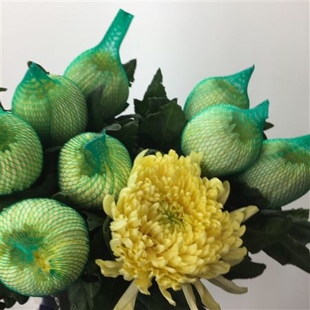 Chr G Magnum Yellow X10