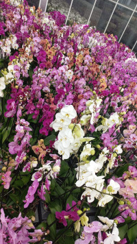 Phal 1/2-tak A2 Opti-flor Tripple Yellow 12/45