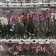 Phal 1/2-tak A2 Opti-flor Tripple Yellow 12/45 - зображення_viber_2025-03-09_14-23-16-845