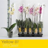 Phal 1/2-tak A2 Opti-flor Tripple Yellow 12/45 - B112909_0015070306_H_1