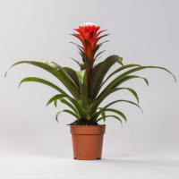 Guzmania Hope Rood 14/45 ceramic