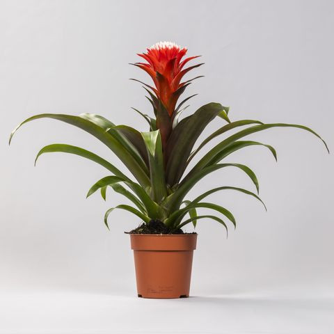 Guzmania Hope Rood 14/45 ceramic