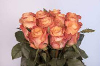 Rose Monalisa 40 sm