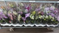 Phal A2 2-tak Duijn-Hove Parfum Multi Mix 12/40